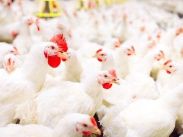 poulet