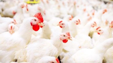 poulet