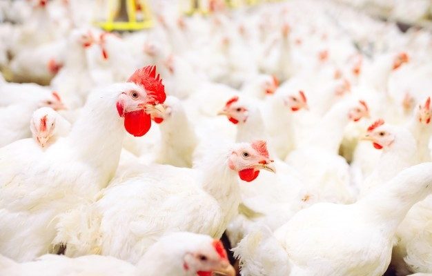 poulet