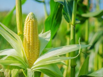AdobeStock_89177014reduit_0