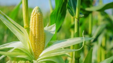 AdobeStock_89177014reduit_0