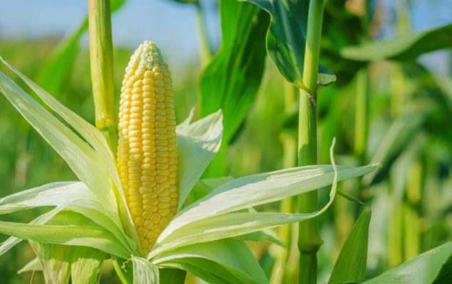 AdobeStock_89177014reduit_0