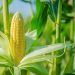 AdobeStock_89177014reduit_0